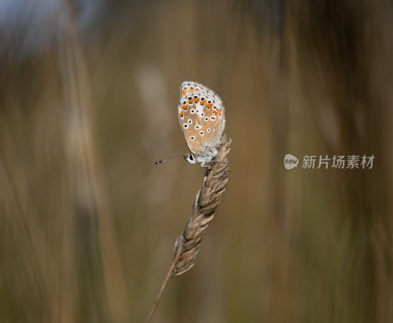 棕Argus蝴蝶(Aricia agestis)